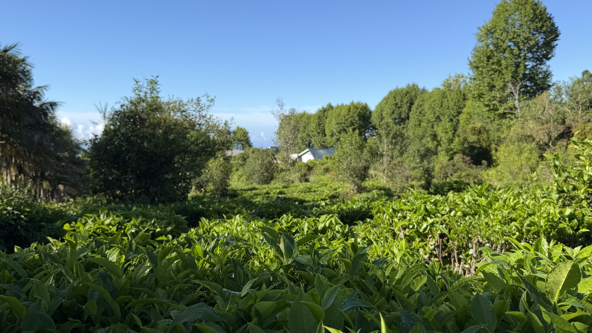 Grand Coude landscape details